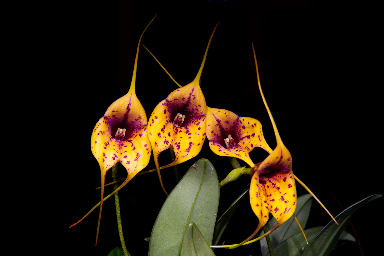 Masdevallia Mandy, o Spiderman, 2024