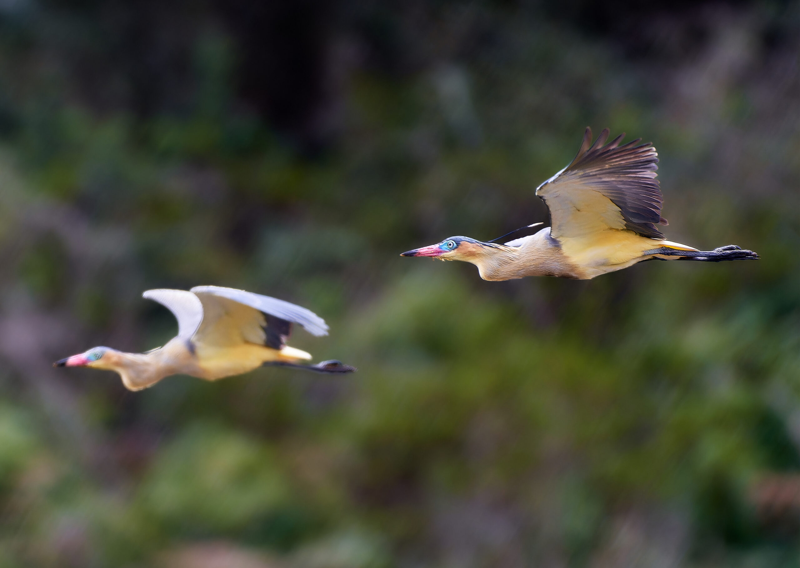 Syrigma sibilatrix (Garza silbadora)