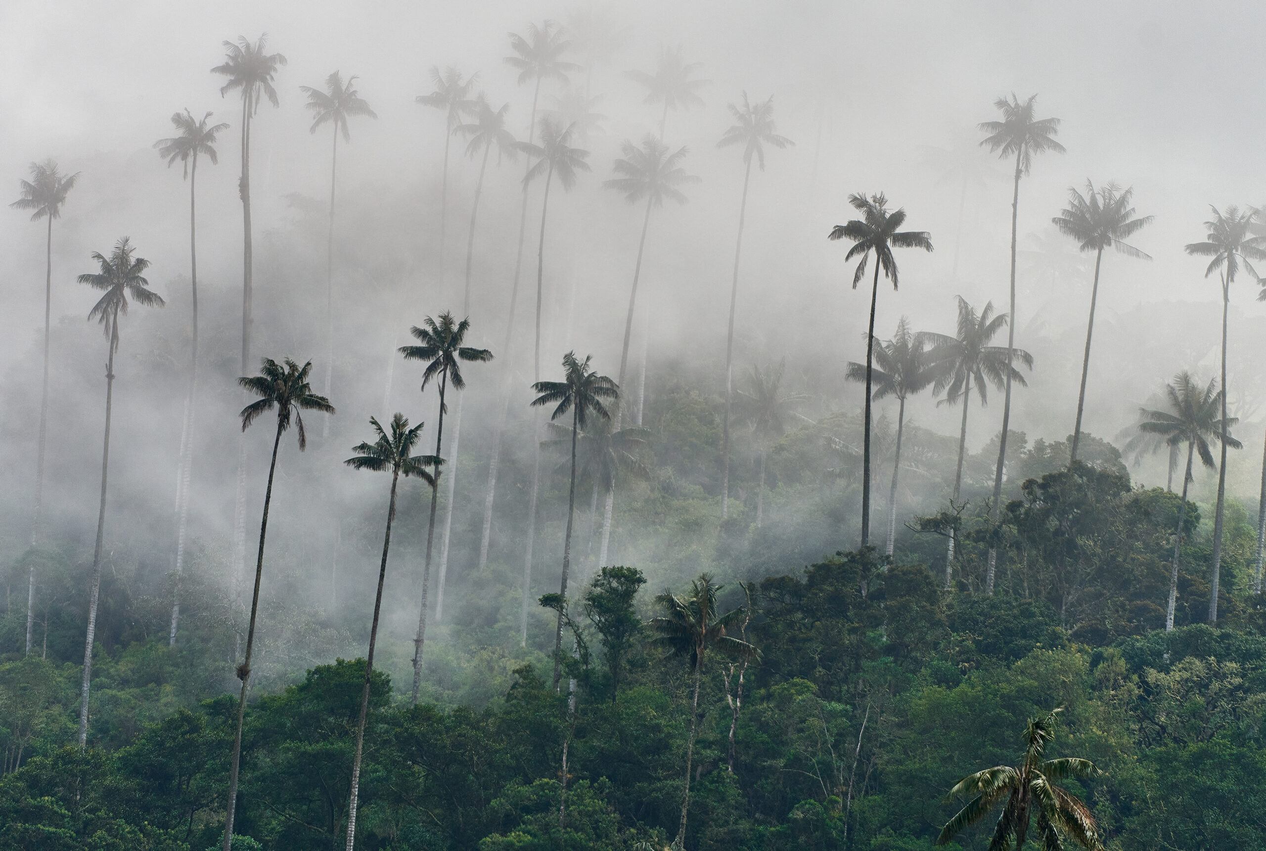 Las Palmas de Cera que sobresalen en el Valle del Cocora, 2024