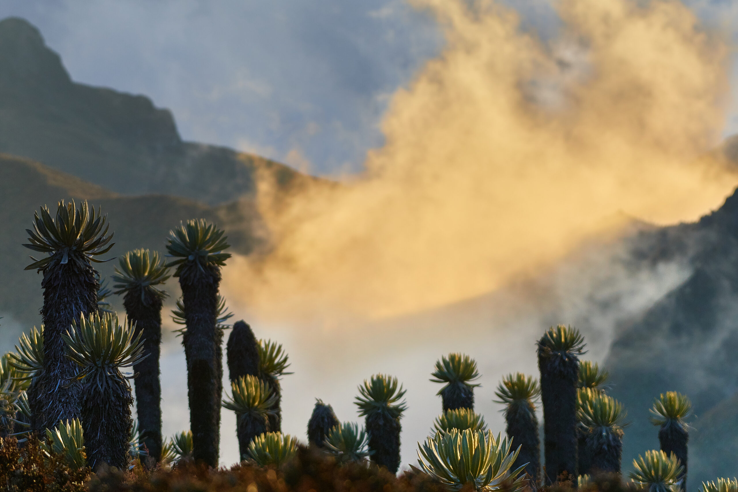 Frailejones a 4.400 msnm. Imagen capturada en el Nevado del Tolima, 2024