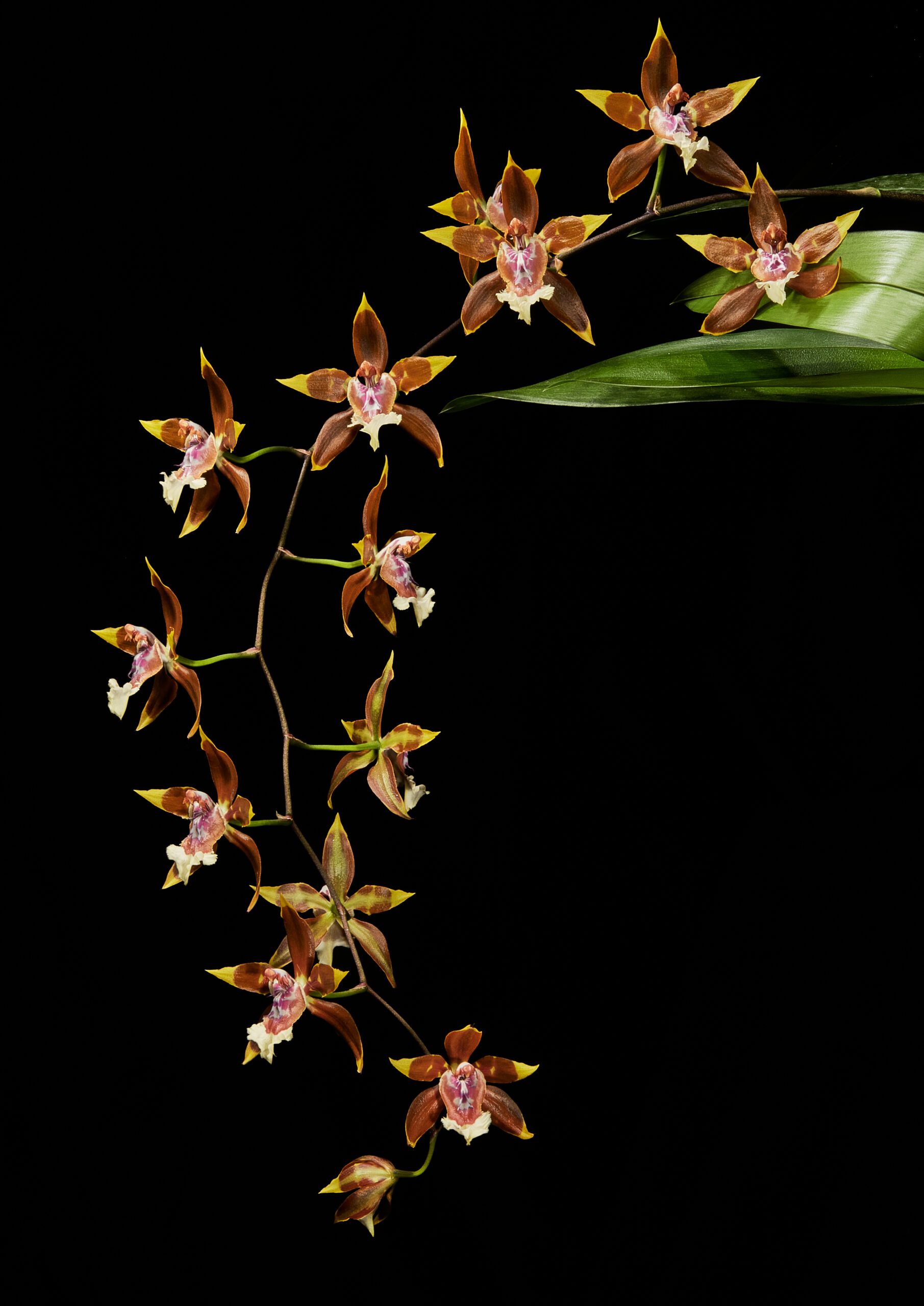 Odontoglossum tripudians, inflorescencia de mi cultivo, 2024