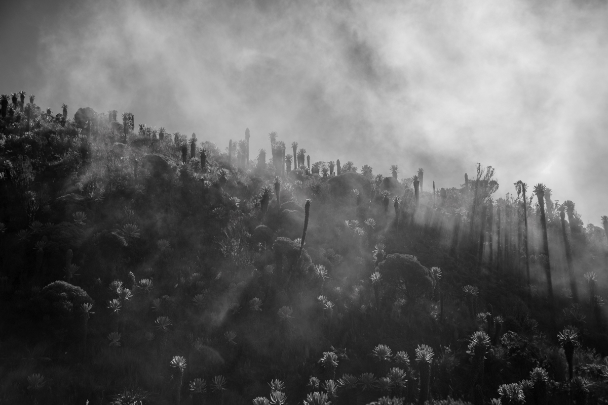 Bosque Fantasmal del Nevado, 2018