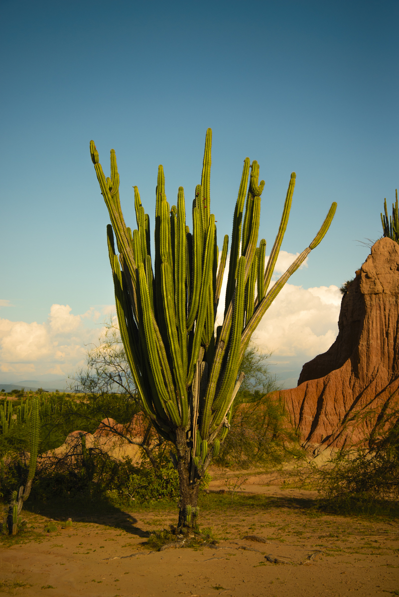 Resiliencia en el Desierto de la Tatacoa, 2021