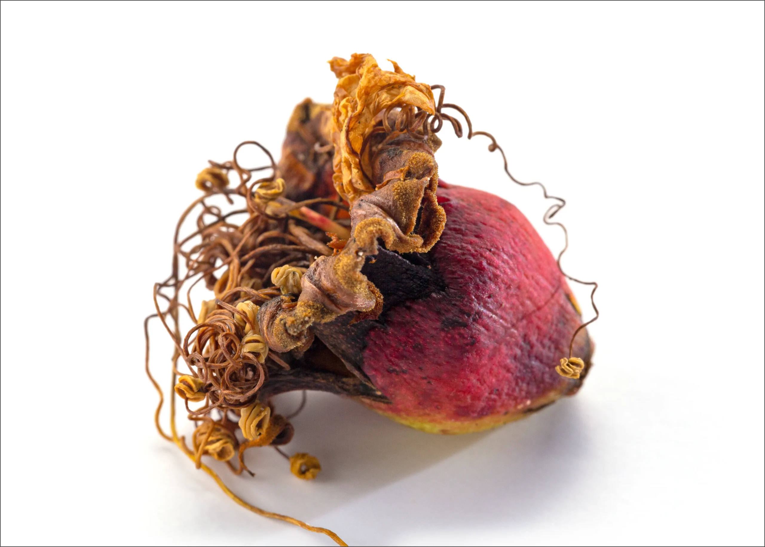 “LAFOENSIA ACUMINATA” - Estudio3