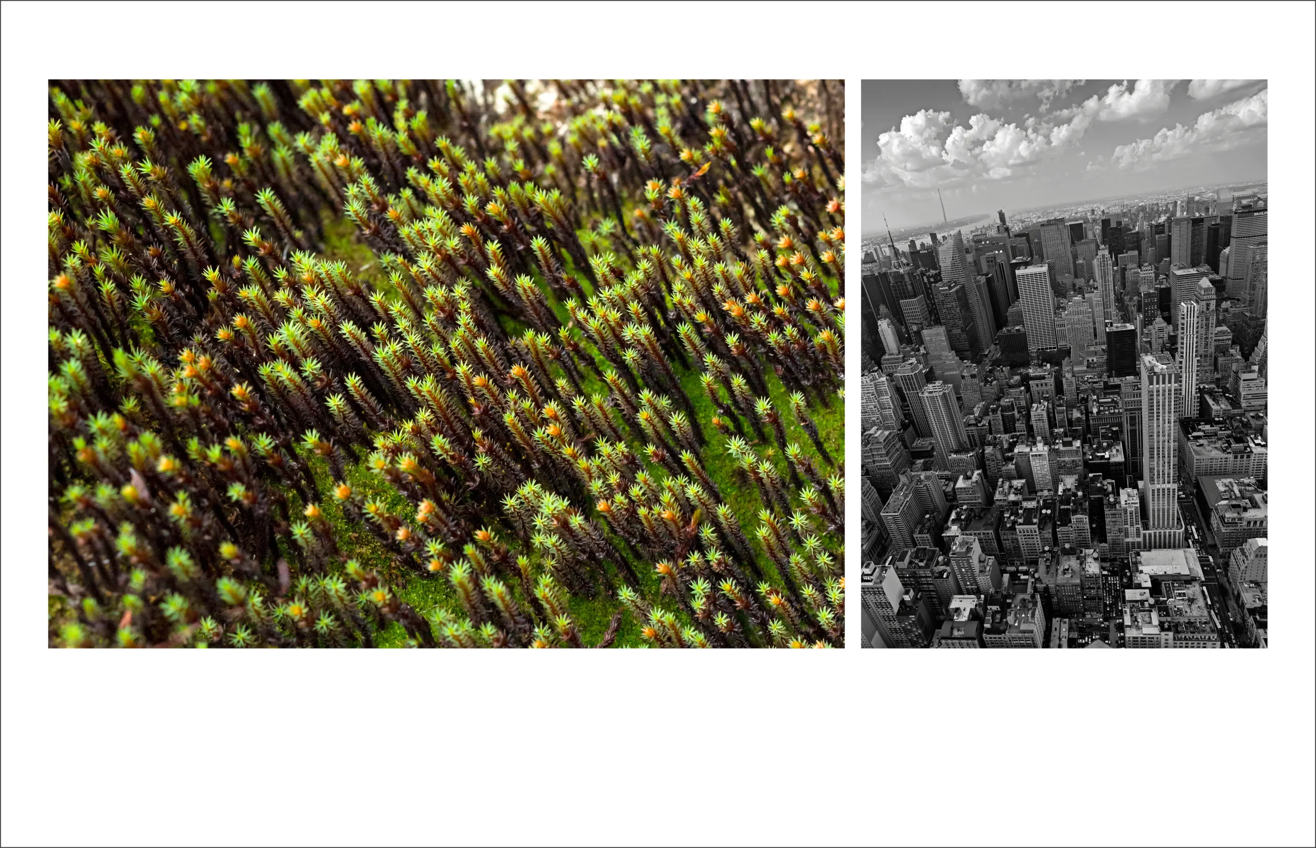 “SKYCRAPERS” - Páramo de Guacheneque; New York City