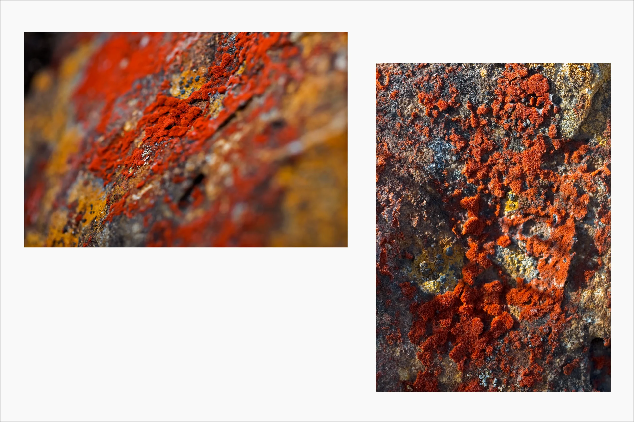 “ON THE ROCKS... (Moss and Red Lichen)” Lagunas de Buitrago, C/Marca.
