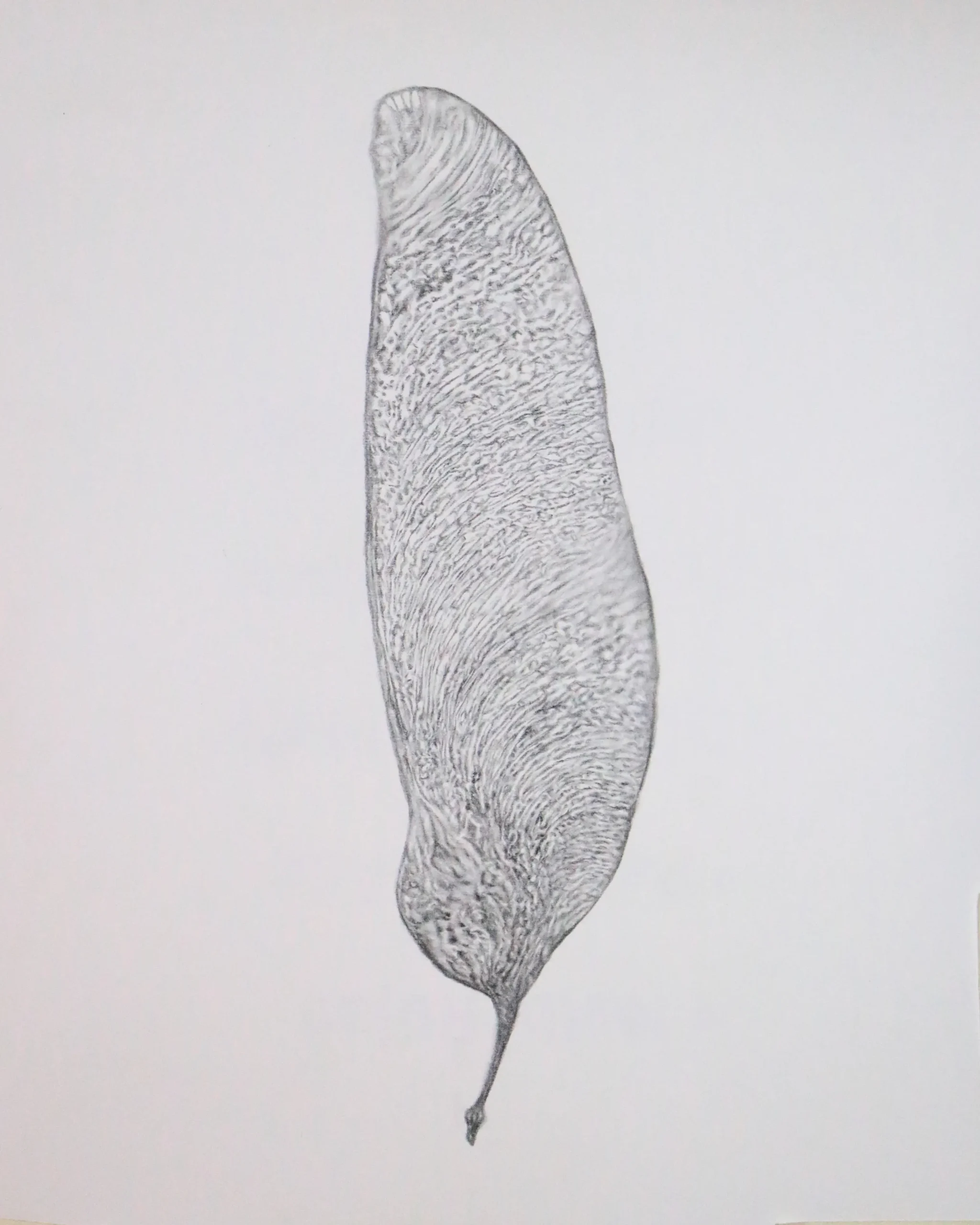 Espectro arbóreo (semilla de arce)