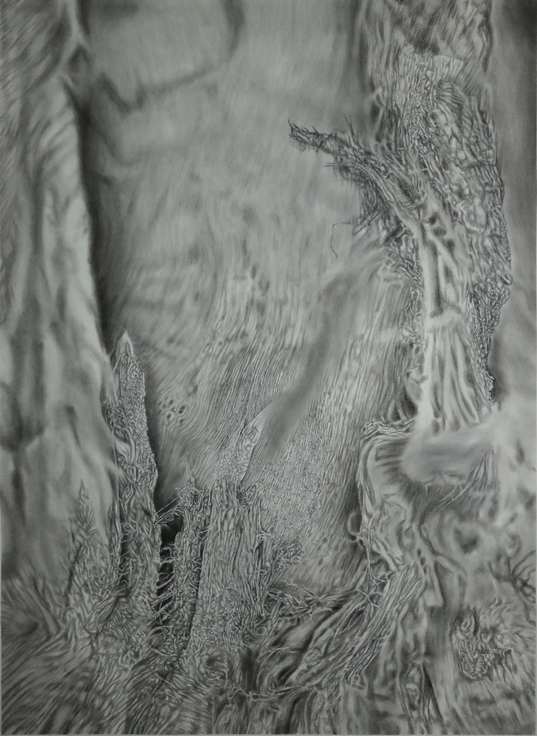 Espectro arbóreo 2 (detalle de corteza grande)